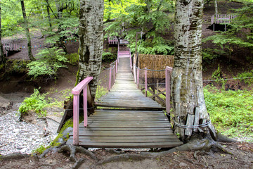 old wooden bridge in deep forest, natural vintage background