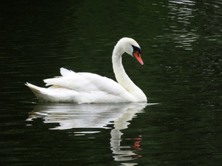 Graceful swan, reflection on water surface. White swan swimming in a summer pond, symbol of loyalty