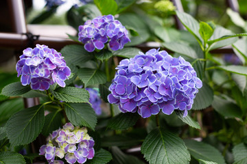Fototapeta premium Beautiful big violet bush of hydrangeas flowers and green leaves