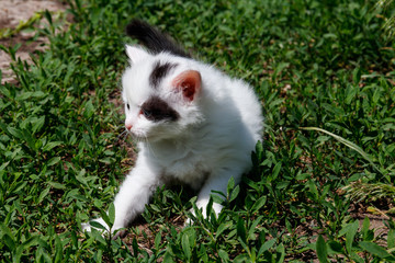 Small kitten in green grass