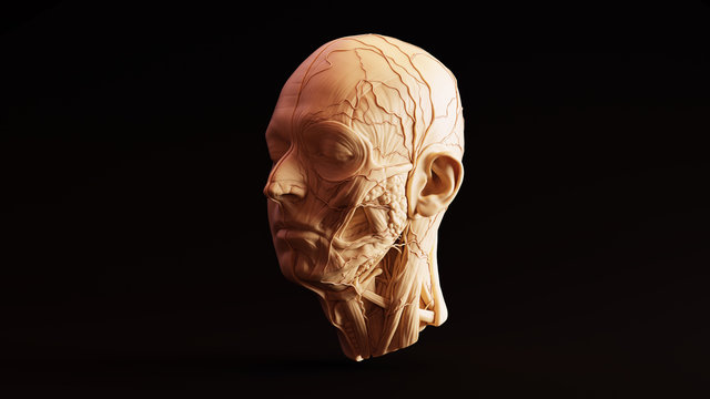 White Chocolate Clay Anatomical Ecorche Human Head 3d illustration