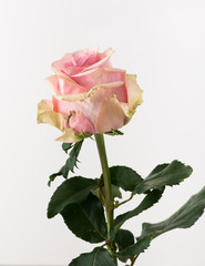 Obraz premium untreated and crude rose on white background