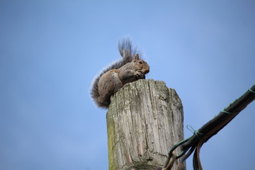 Squirrel on a Pole