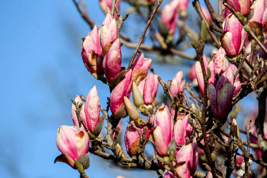 Spring Magnolia Flowers