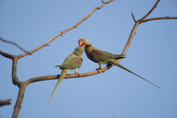 Rose Ringed parakeets (feeding young)