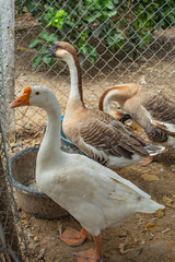 Naklejka na ściany i meble Goose, white and brown in a cage.