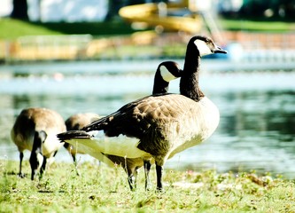 Gänse
