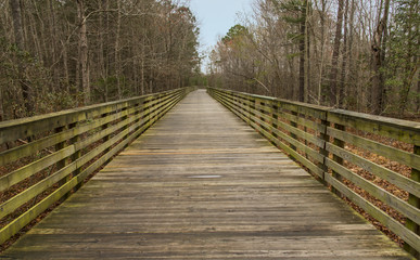 Wooden pathway in forest