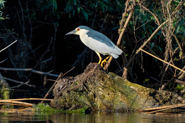 Night Heron, Nycticorax nycticorax, in beautiful sunlight Danube Delta Romania