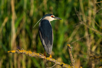 Night Heron, Nycticorax nycticorax, in beautiful sunlight Danube Delta Romania