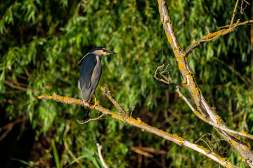 Night Heron, Nycticorax nycticorax, in beautiful sunlight Danube Delta Romania