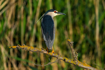 Night Heron, Nycticorax nycticorax, in beautiful sunlight Danube Delta Romania