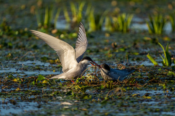 White-Cheeked Tern male bringing fish to a female Tern in Danube Delta Romania wildlife bird photography in the Danube