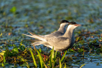 Family of two White Cheeked Terns (Sterna Repressa) in their nest on water in Danube Delta, Romania at sunrise