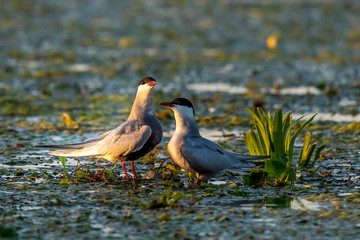 White-cheeked tern family with egg in nest  in Danube Delta