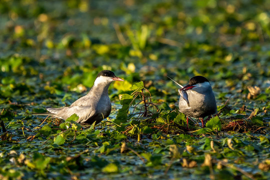 White-Cheeked Tern male giving a freshly caught fish to a female Tern in Danube Delta Romania wildlife bird photography in the Danube