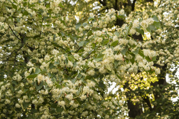 Scented lime flowers.