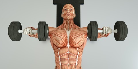 Medically accurate 3D illustration of a bodybuilder