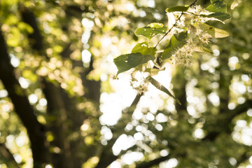 Scented lime flowers.