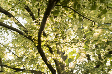 Scented lime flowers.
