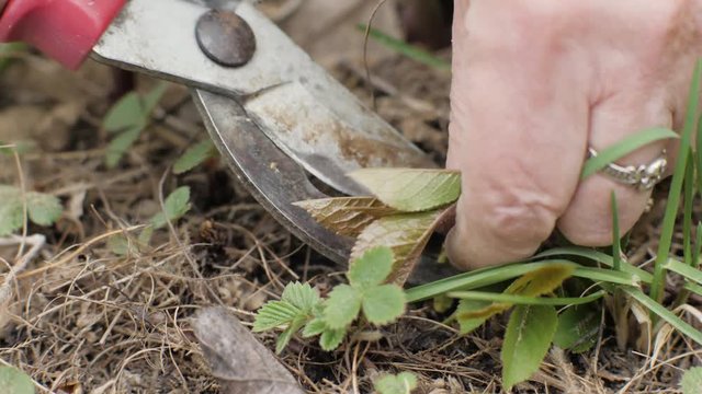 Close up hands gardener woman cutting weeds on strawberry bed in garden