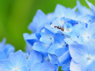 アリと紫陽花