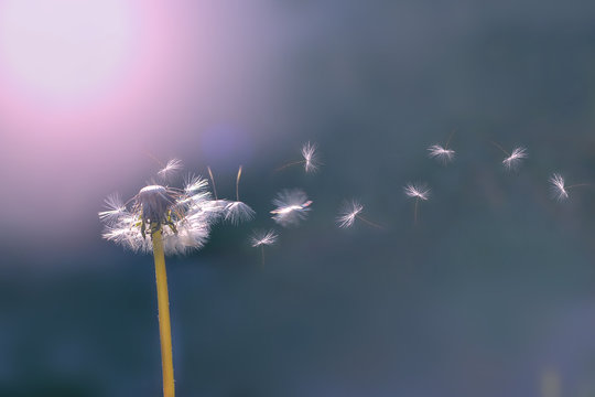 Dandelion white with seeds on a green background. Dandelion at sunset