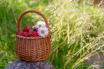 Fototapeta na wymiar Forest strawberries in the basket
