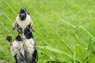 Evil dog behind the fence protects the house