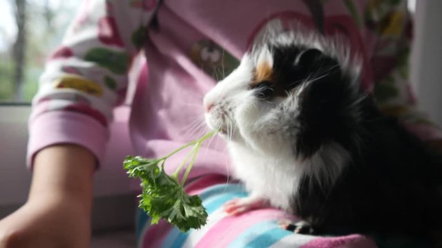 Kid girl play feed cavy guinea pig chewing the parsley sprig - pet animal in childhood