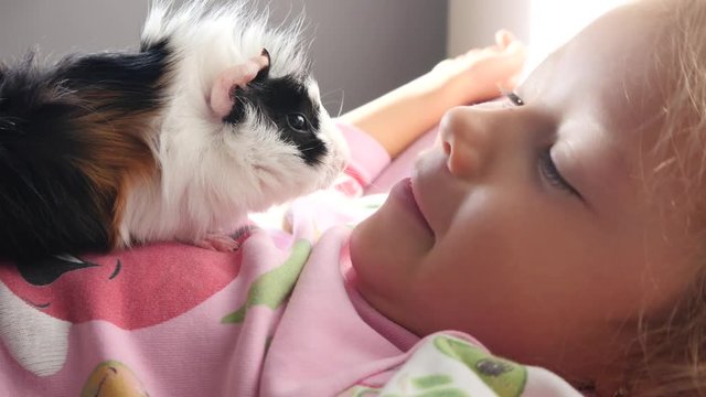Funny kid girl play with cavy guinea pig kissing her muzzle - pet animal in childhood