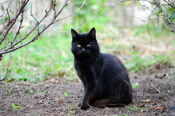 Naklejka na ściany i meble beautiful black cat walking in the garden