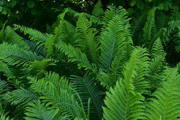 summer landscape, blooming green fern leaves in the shade of a dense forest