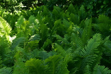 Naklejka na ściany i meble summer landscape, blooming green fern leaves in the shade of a dense forest