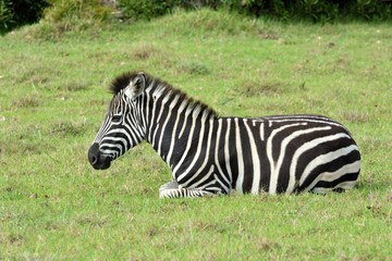 Fototapeta na wymiar Full body of a Zebra foal with tired facial expression resting in the wild in South Africa.