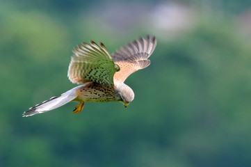 faucon crécerelle