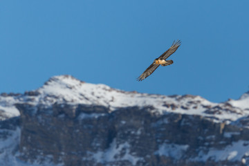 Fototapeta na wymiar adult bearded vulture (gypaetus barbatus) in flight, mountains, snow