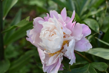 close-up of a beautiful peony flower gently pink and white with green leaves on a soft blurred background