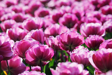 Obraz premium Pink tulip field