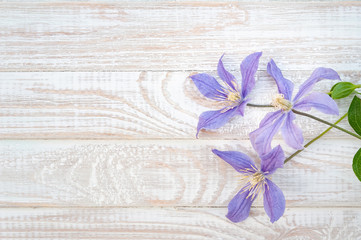 purple flowers on white wooden background, soft focus