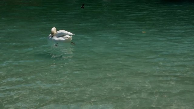 swan swims happy in Lake Annecy, France