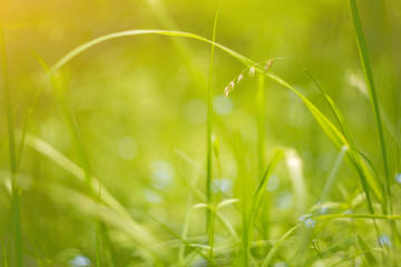 Macro abstract summer floral green grass nature background with copy space