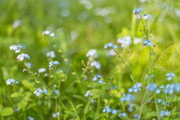 Abstract summer floral green grass flowers nature background with bokeh