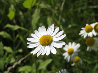 White daisies in summer. Chamomile in the garden, healing herbs