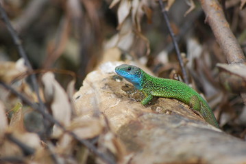 Green dragon
