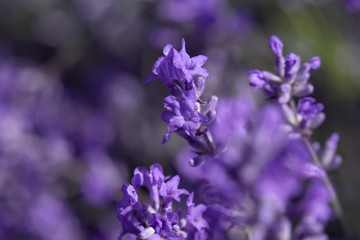 field lavender flower background