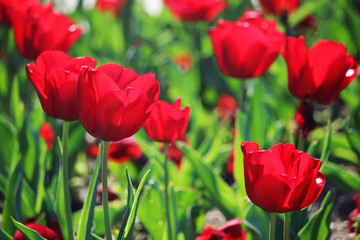 Obraz premium Bright blossoming tulips making a field in April