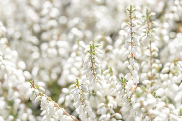 white evergreen heather