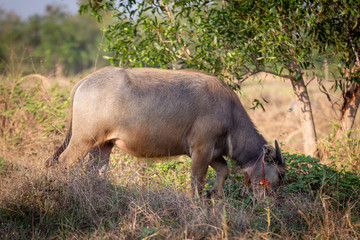 Asian animal buffalo thai in field eating grass