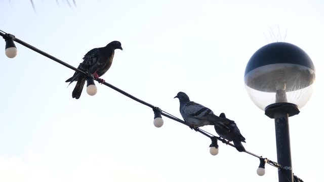 Birds pigeons sit on wires of city illumination in Malta